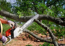 Best Tree and Shrub Care  in Silver Lake, FL