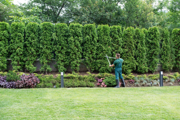 Lawn Watering Services in Silver Lake, FL