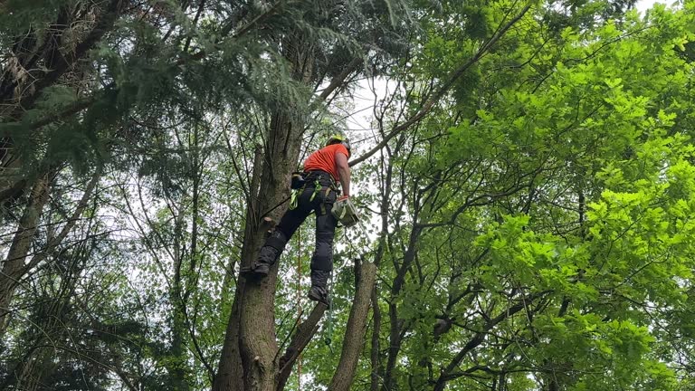 Best Fruit Tree Pruning  in Silver Lake, FL