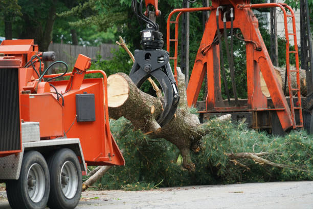 Best Firewood Processing and Delivery  in Silver Lake, FL