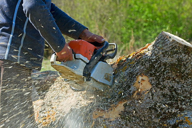 Best Tree Removal  in Silver Lake, FL